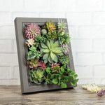 Nattol DIY Artificial Succulent Frame