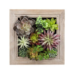 Nattol Artificial Succulent Frame