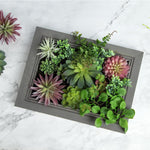 Nattol Artificial Succulent Frame