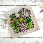 Nattol Artificial Succulent Frame