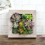 Nattol Artificial Succulent Frame